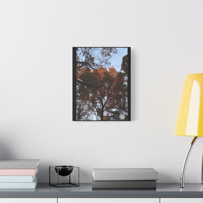 Wall Art - Fall Tree Photography- 11" x 14" Satin Canvas Stretched.